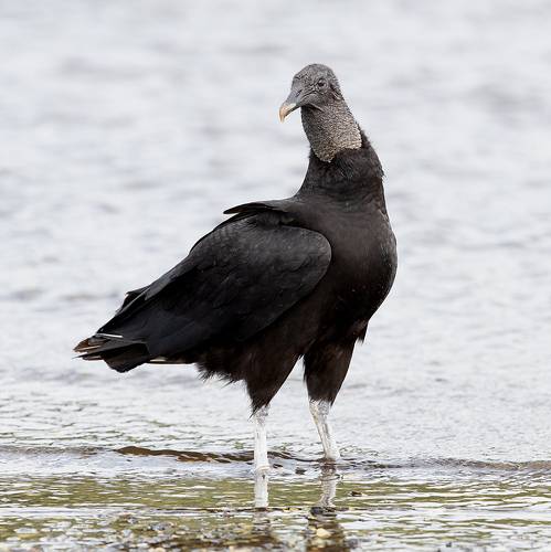 Black Vulture - Американская чёрная катарта