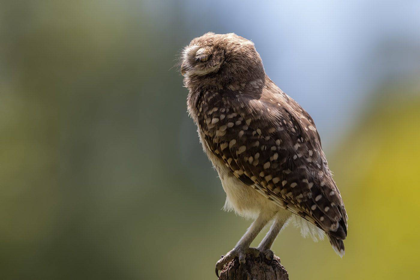 птицы, уругвай, Елена Давыдова