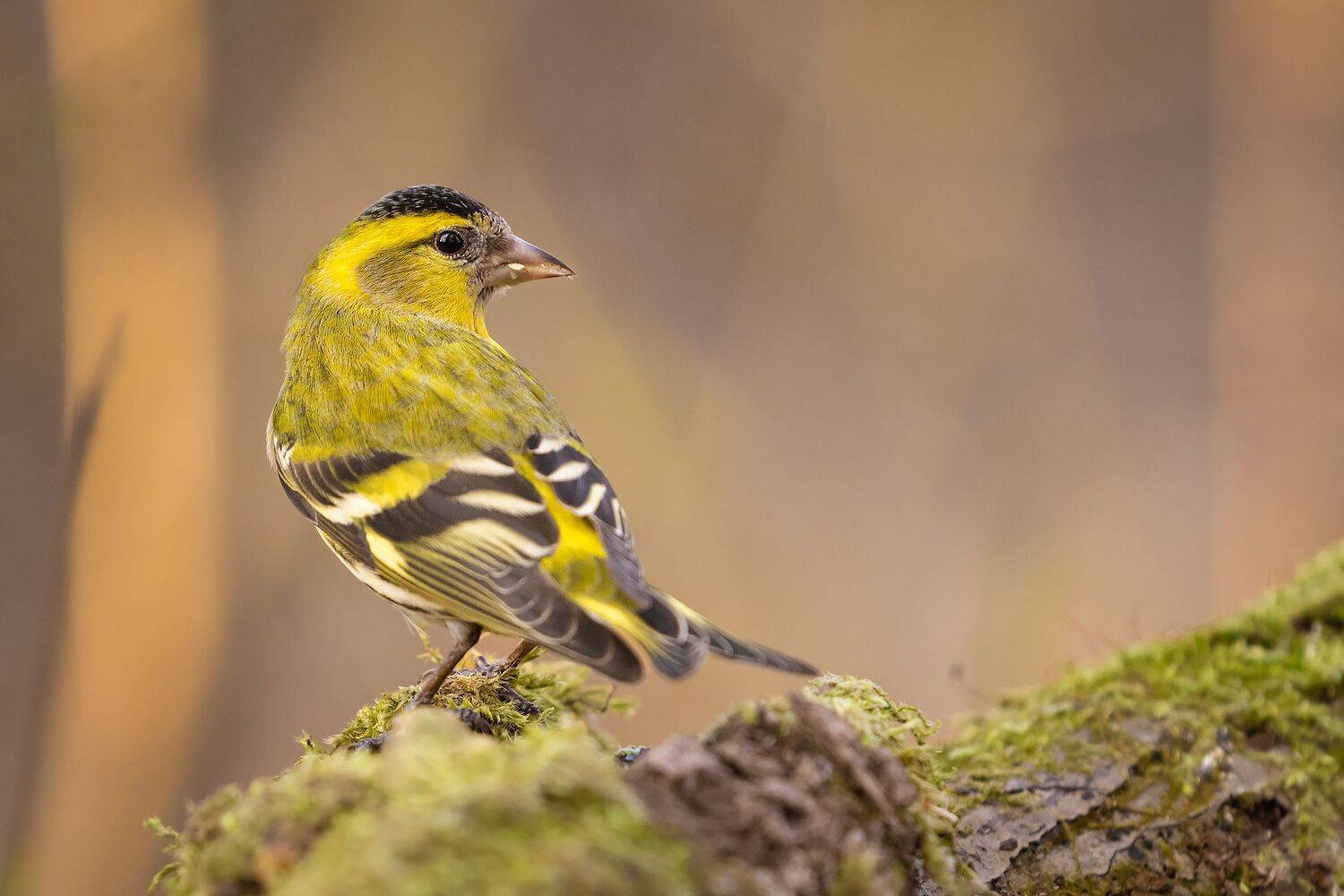 Siskin. Автор: Robert Adamec , Robert Adamec