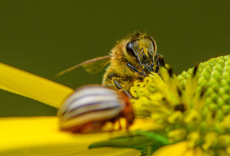 Bee and potato beetle фото превью
