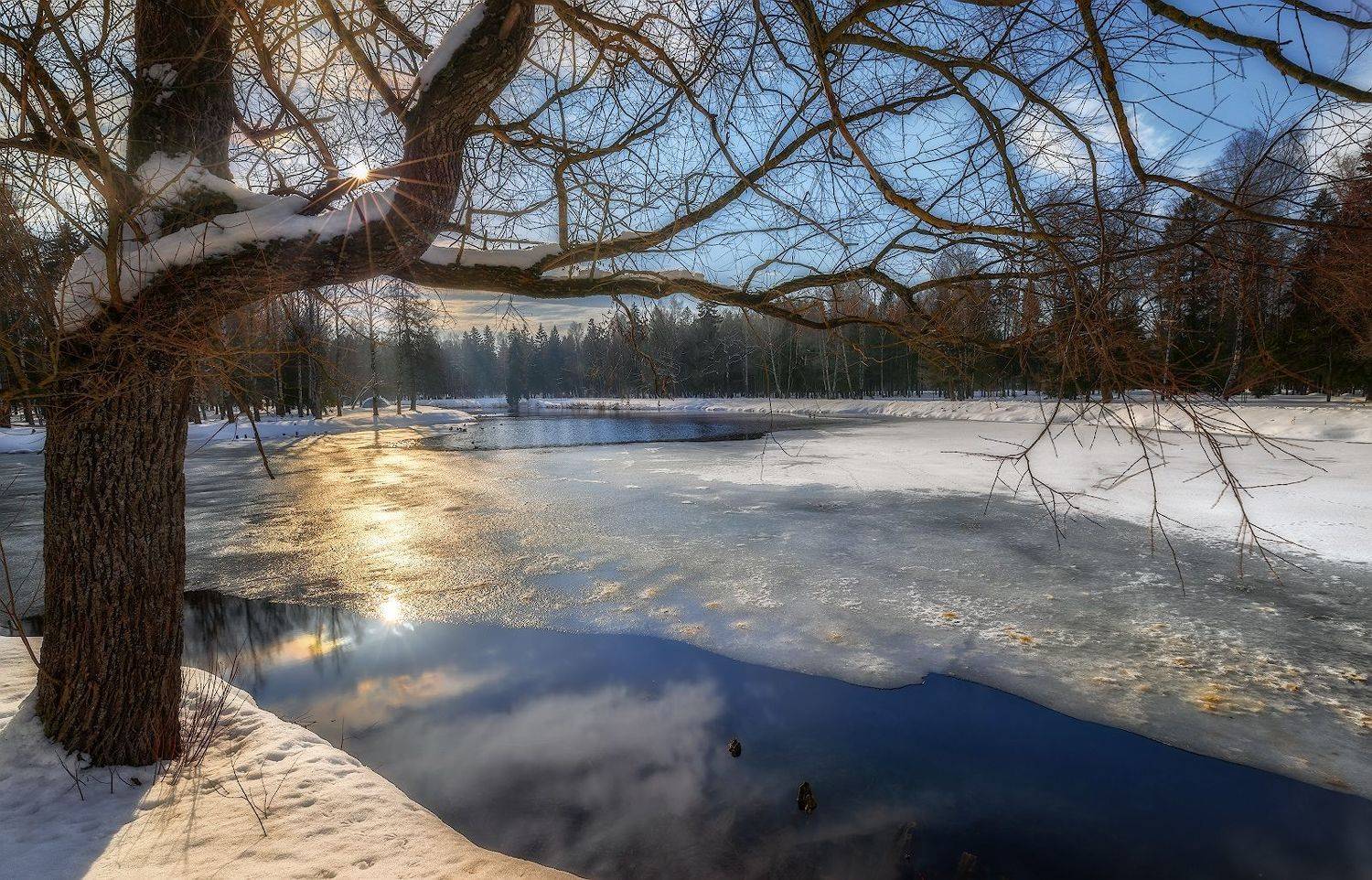 февраль гатчина пруд солнце дерево снег отражение, Скороходов Константин