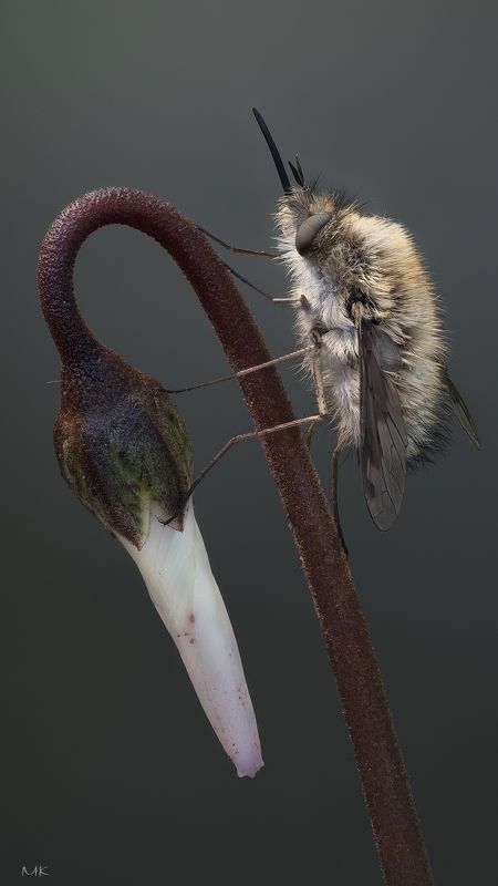 жужжала, bombyliidae Жужа фото превью