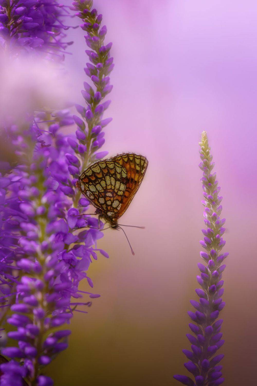 , Татьяна Винничук