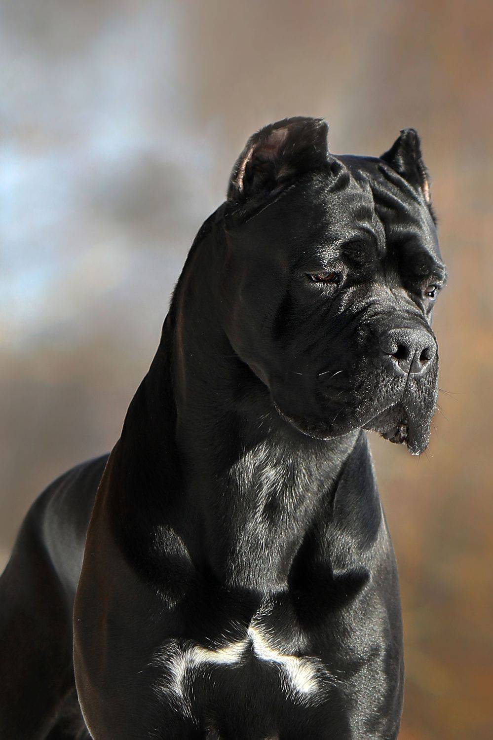 , Андрей Ершов