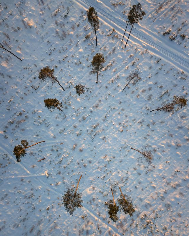 Зимний лес фото превью