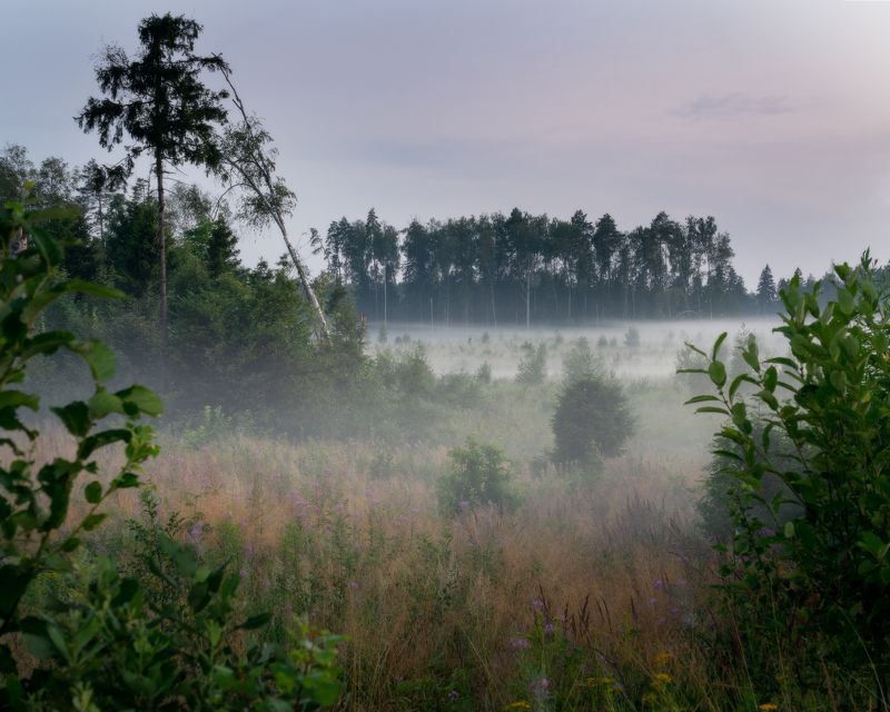 Летний лес фото превью