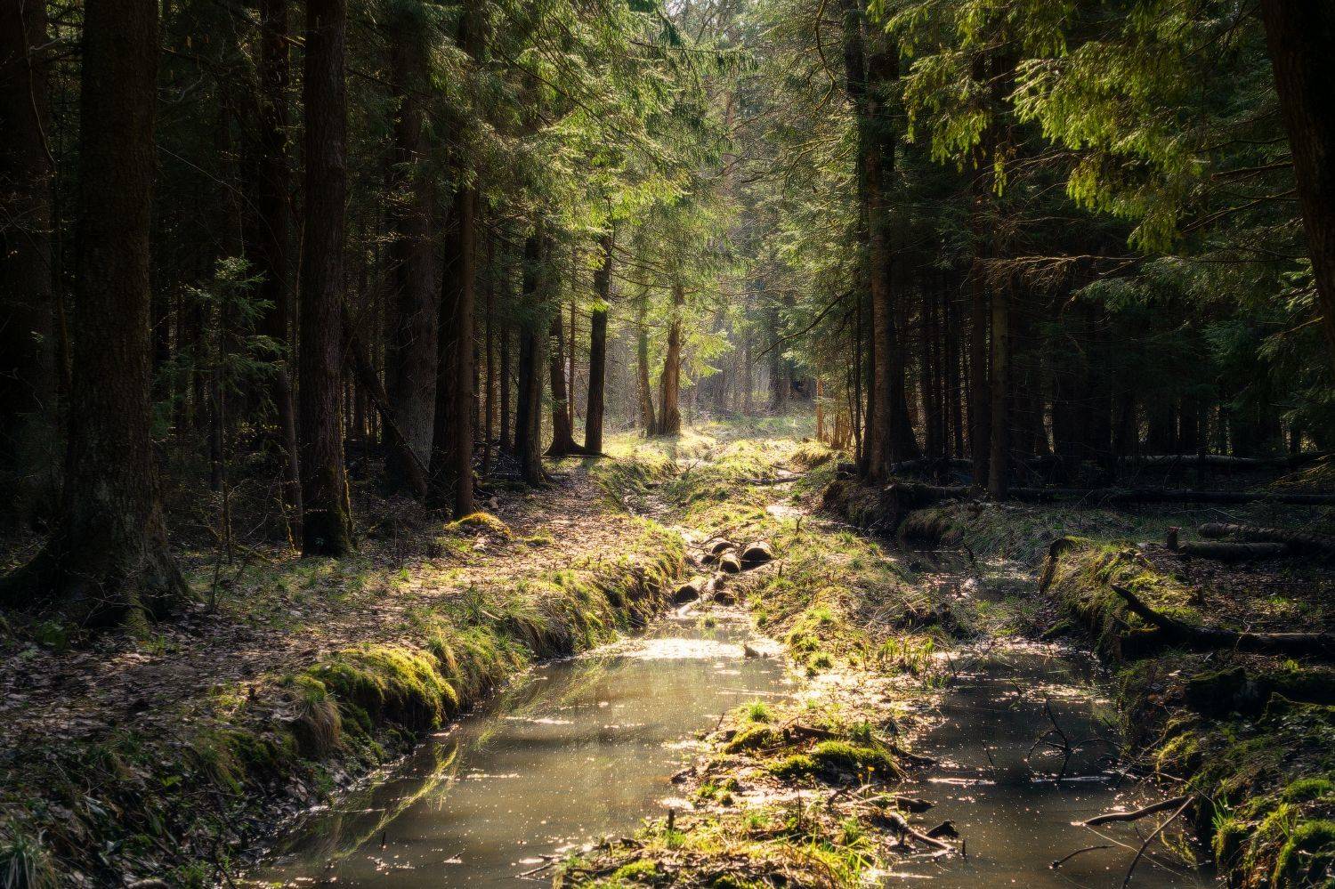 , Наталья Лабодина