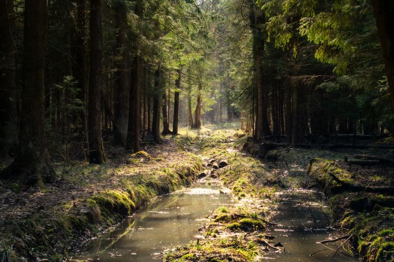 Весенний лес фото превью