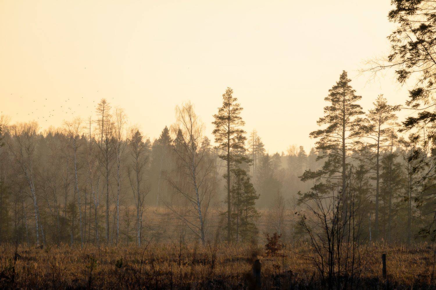 , Наталья Лабодина