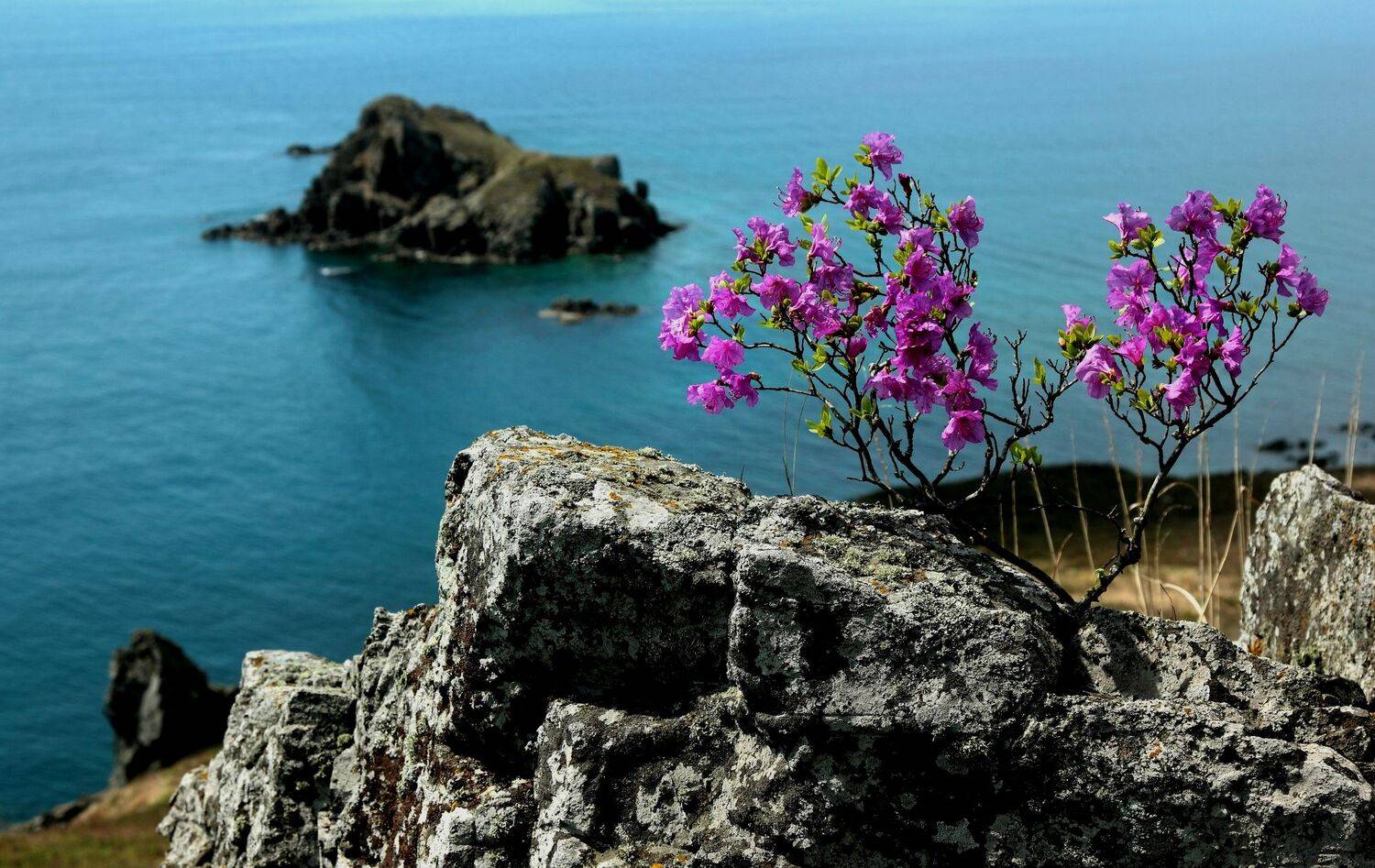 , Чекалов Валерий