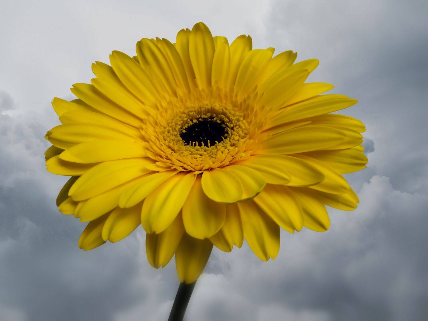 yellow, gerberas, sky, background, flowers, flora, DZINTRA REGINA JANSONE