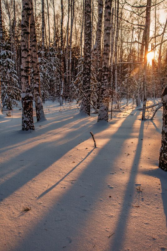 Закат в зимнем лесу фото превью