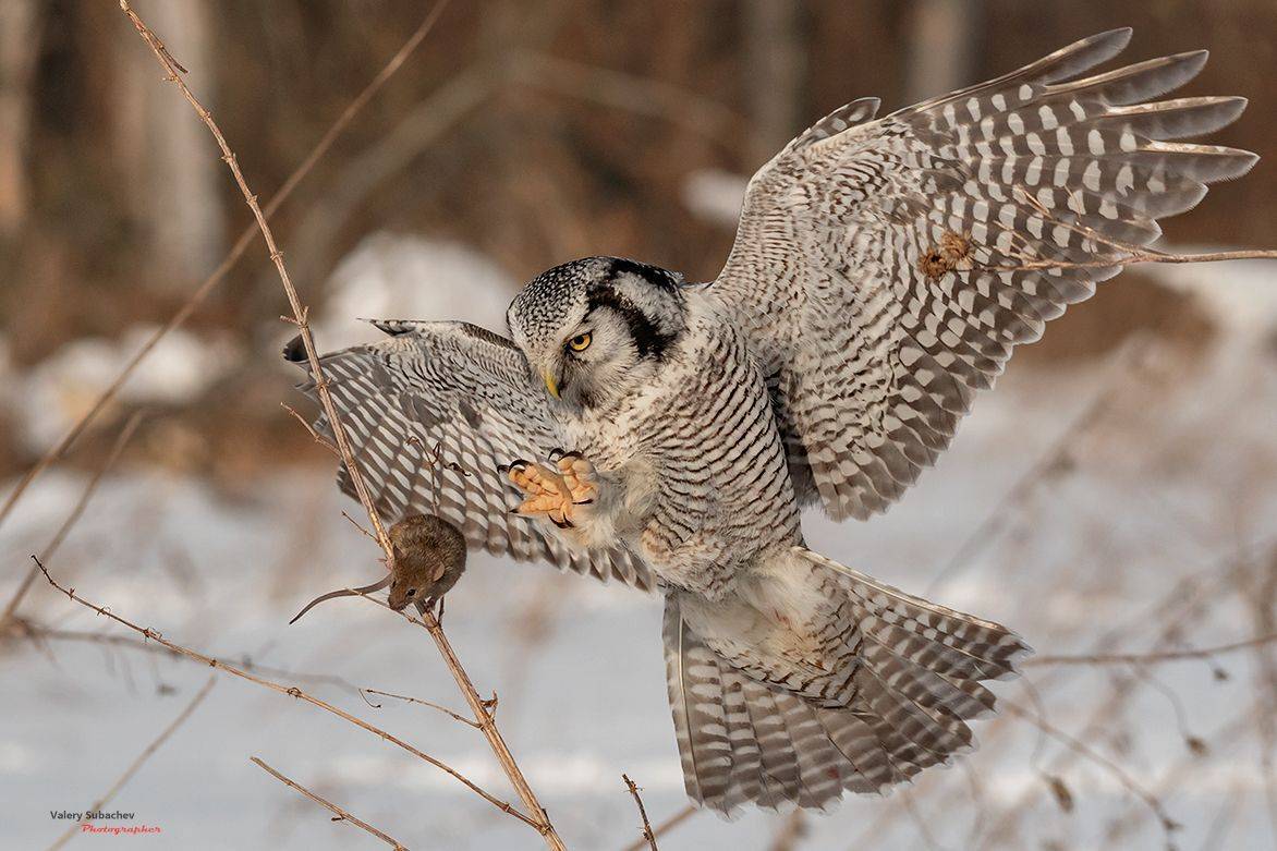 , Валерий Субачев