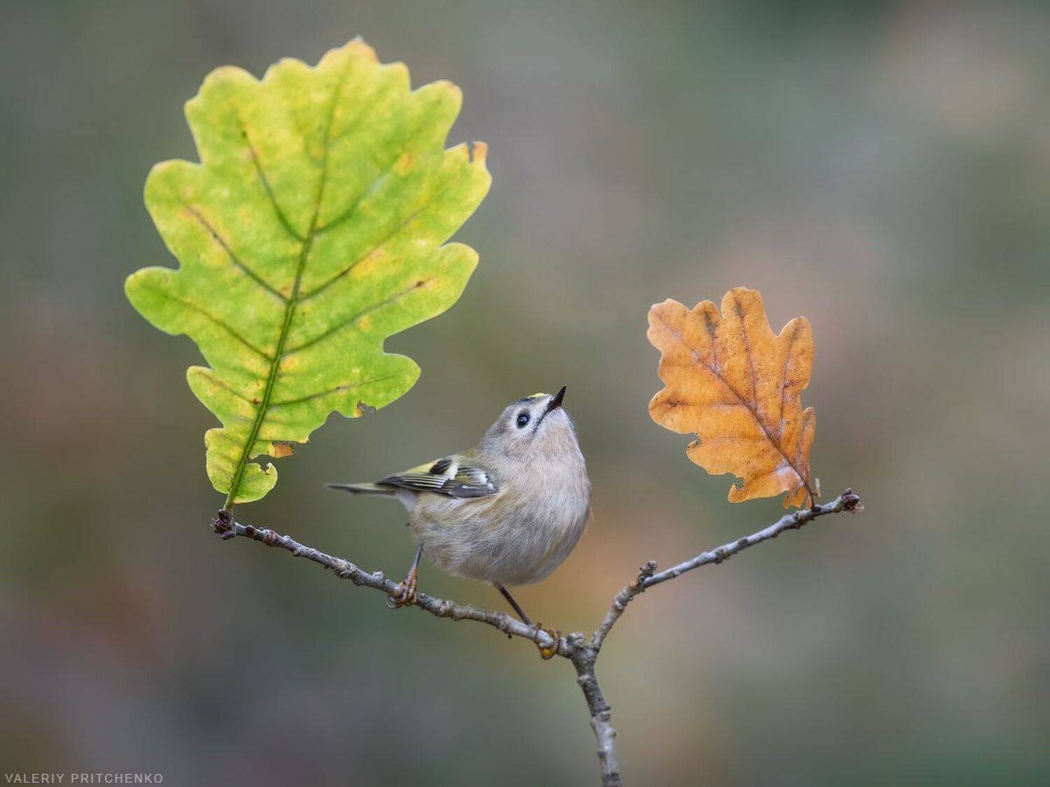, Валерий Притченко