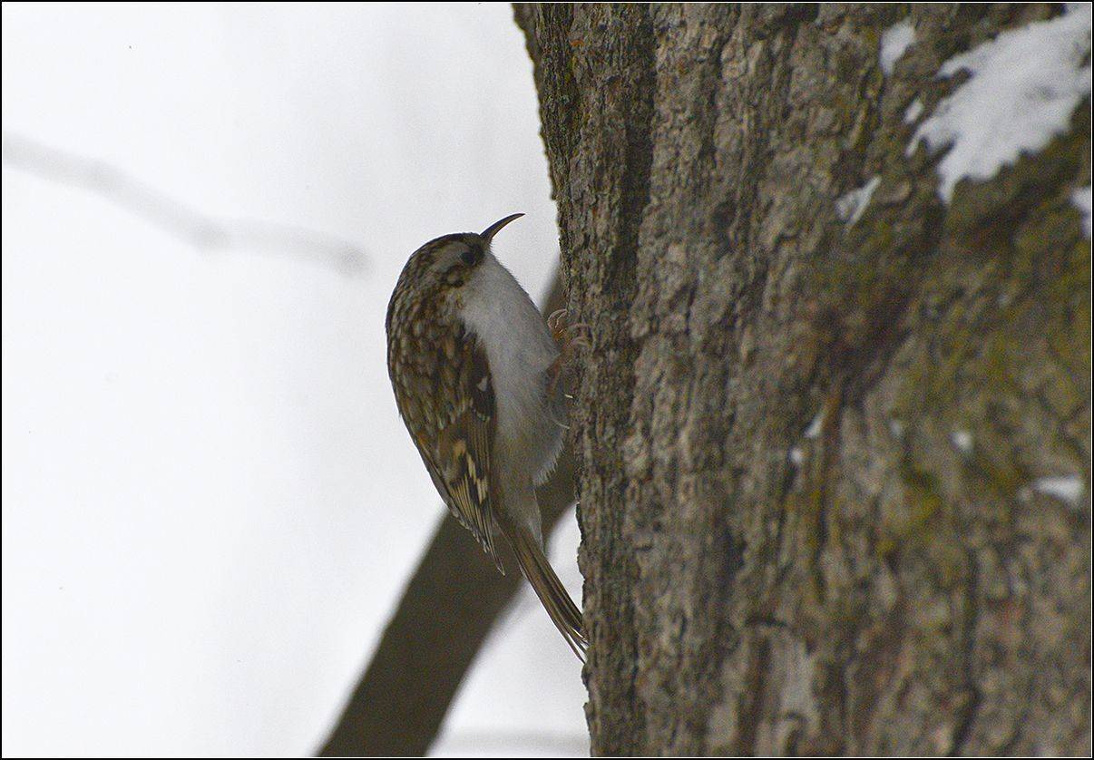 москва, зима, парк, пищуха обыкновенная, АНАТОЛИЙ ДОВЫДЕНКО
