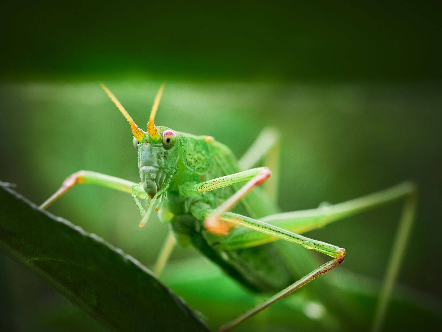 кузнечик, лето, зеленый, макро, насекомое, трава, Сергей Калёв