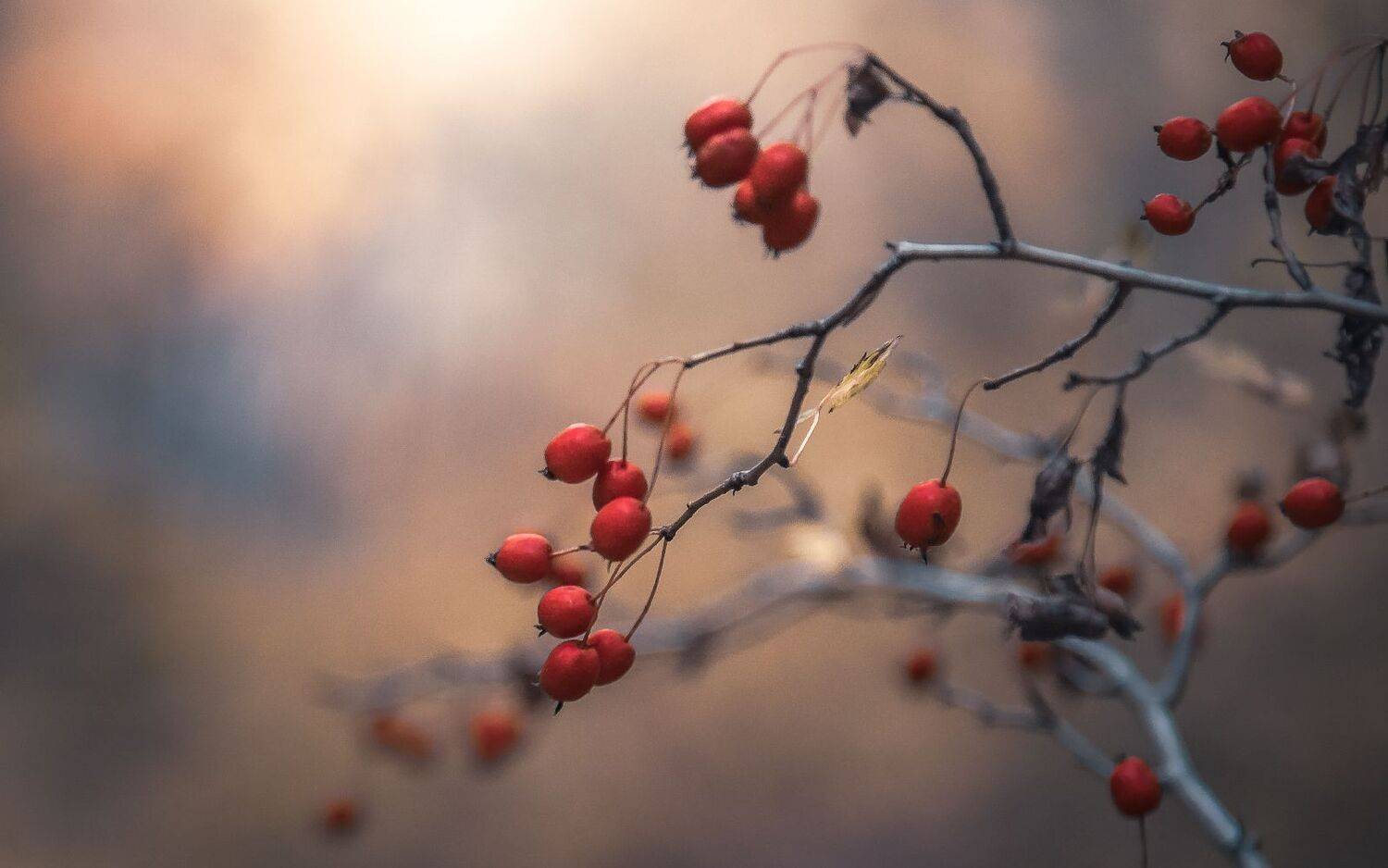 , Александр Круль