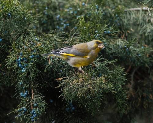 Обыкновенная зеленушка.