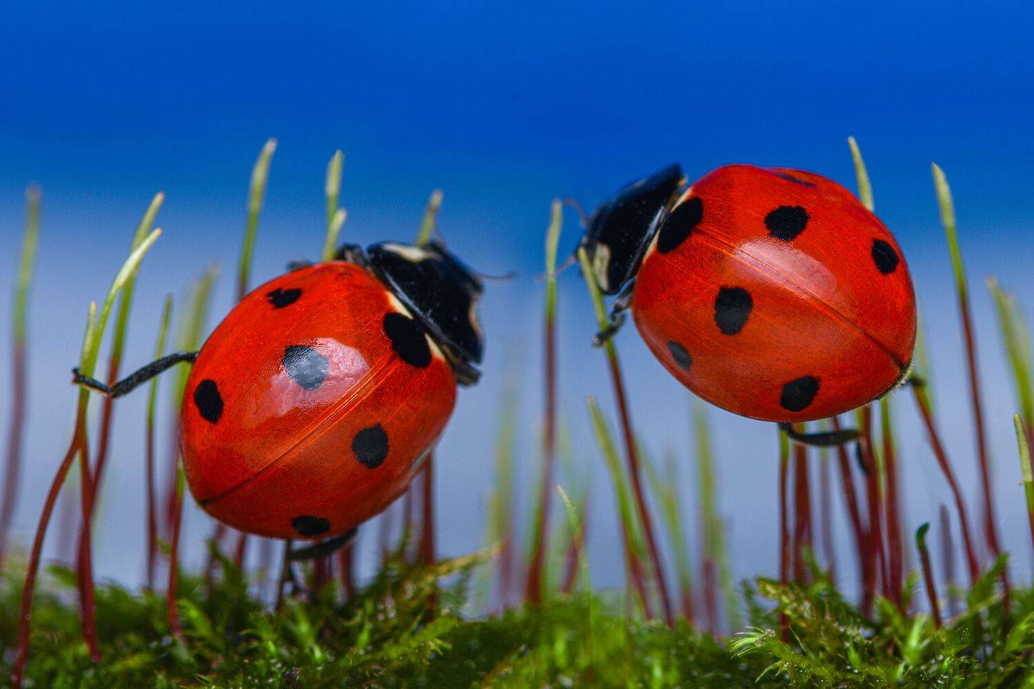 ceclii, macro, Tsvetan Ganev