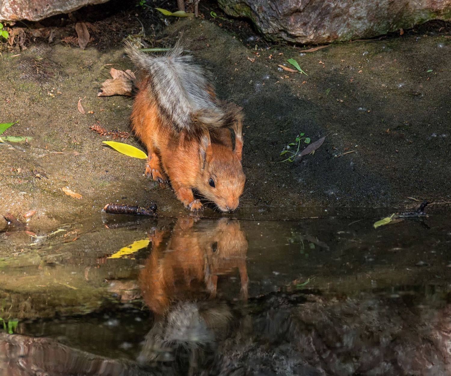 белка, водопой, озеро,, Марина Мочалова