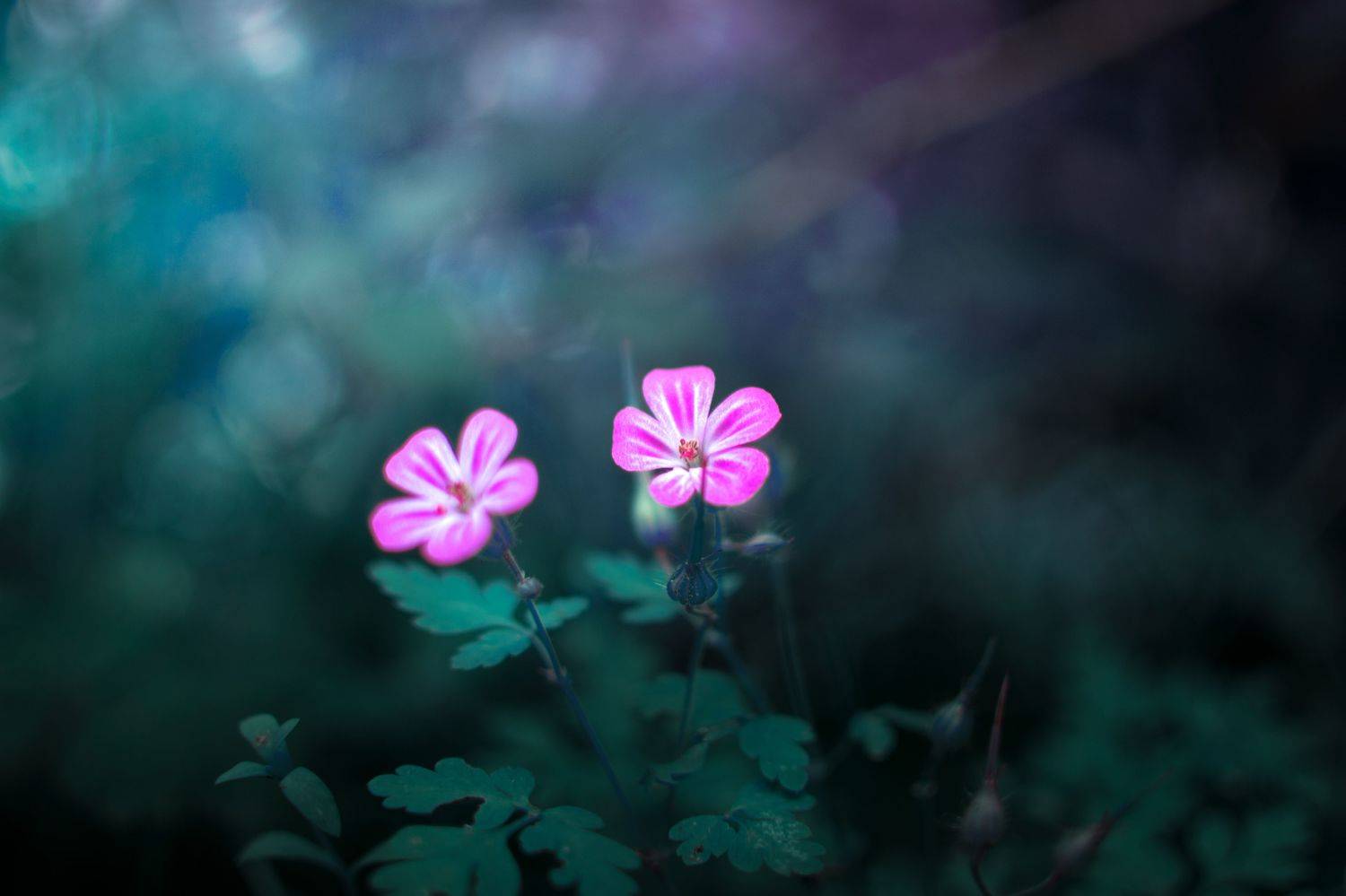 green,flowers,wild,nature,light,bokeh,pink,zenit,helios,nikon,green,pink, Борислав Алексиев