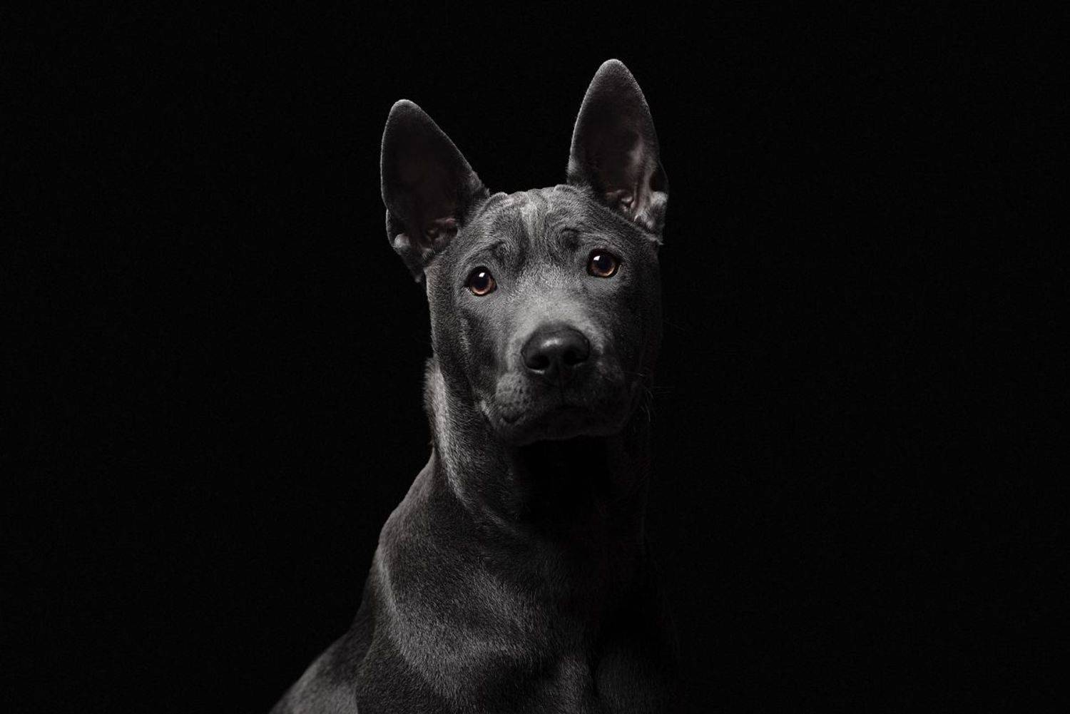 собака, животное, dog, тайский риджбек, щенок, Евгений Крутиков