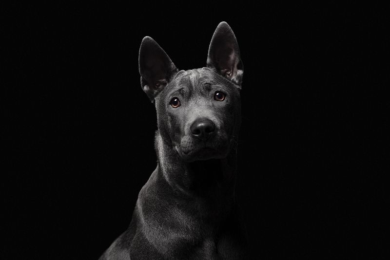 собака, животное, dog, тайский риджбек, щенок Грай фото превью