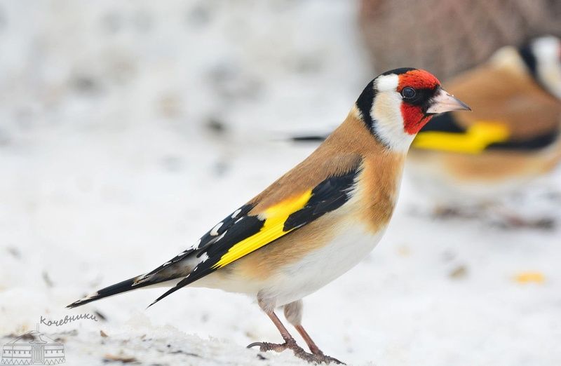Goldfinch in winter фото превью
