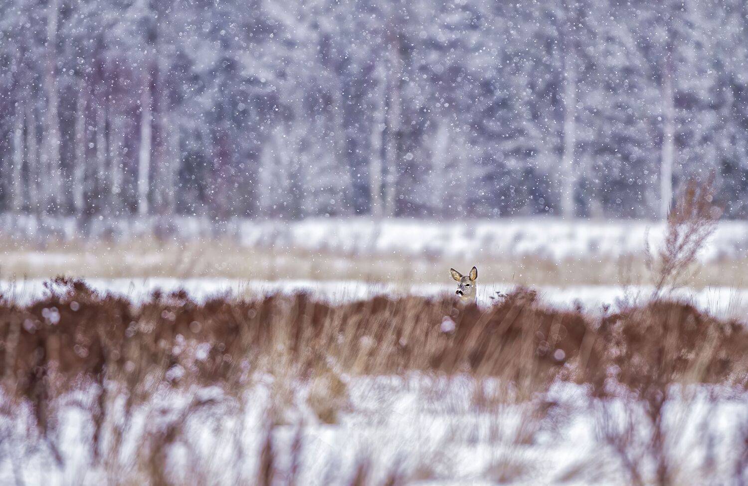 , Юрий Кулаков