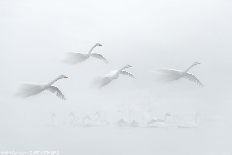 White Angels фото превью