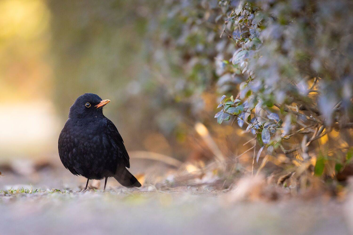 Blackbird. Автор: Robert Adamec , Robert Adamec