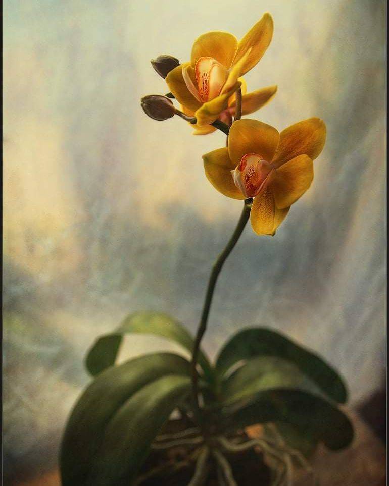 , Александр Хромеев