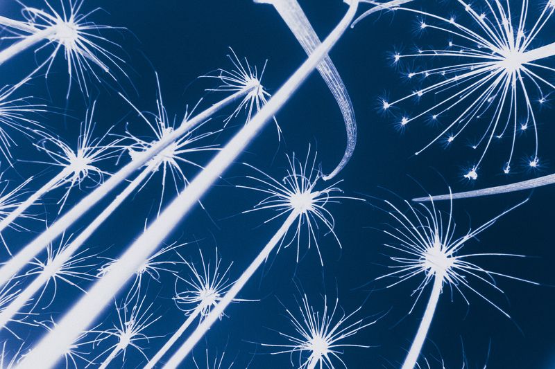 салют, борщевик, инверсия Салют фото превью