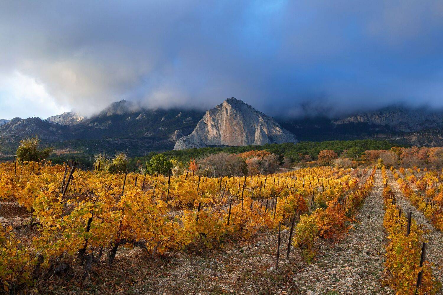 , Дмитрий Цыпляев