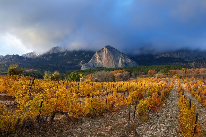 Осеннее золото виноградников у подножия Шаан-Кая (Крым) фото превью
