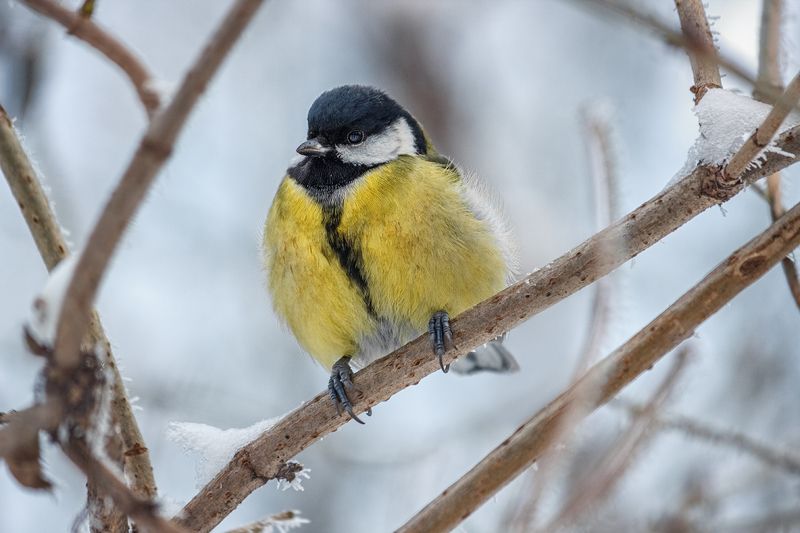 canon 55-250, beautiful, красивый, moment, момент, winter, зима, nature, природа, wildlife, bird, птица, chickadee, синица, Немножко строгая синичка. фото превью