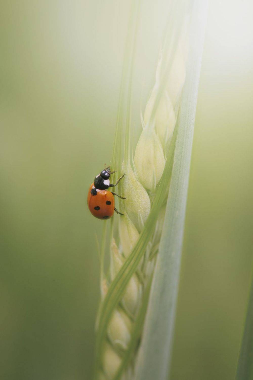 , Татьяна Винничук