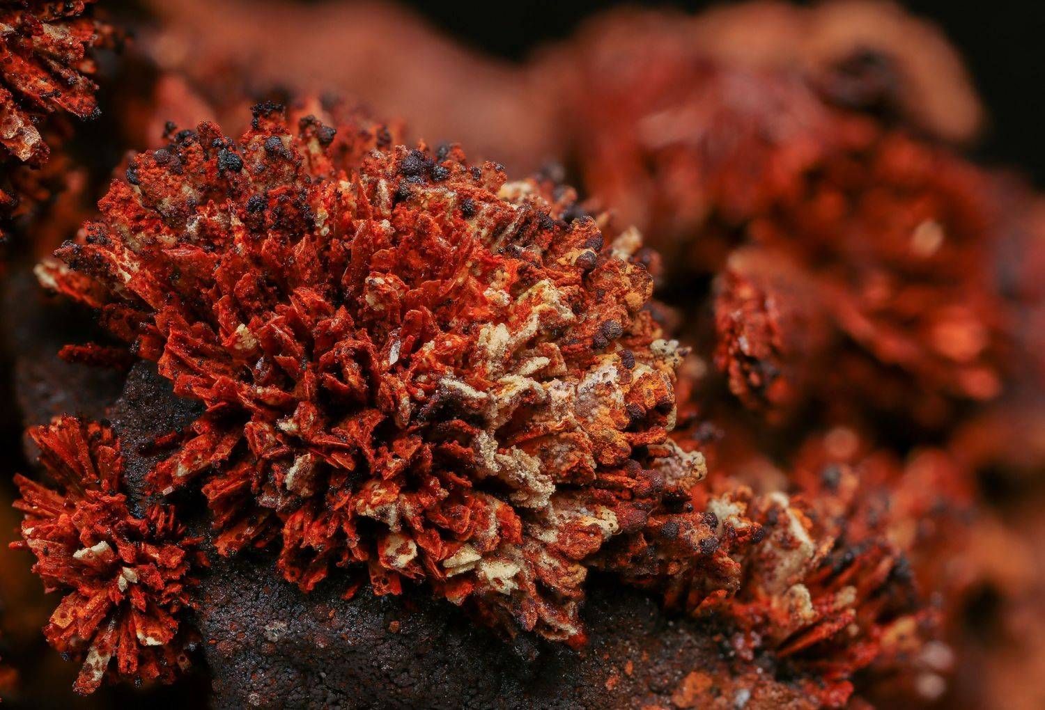 , Глеб Коровко