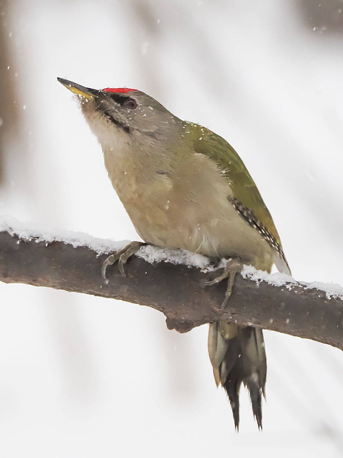 , Сергей Духанин