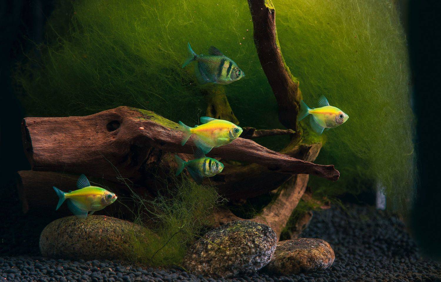 green, aquarium,fish, Gansukh .S