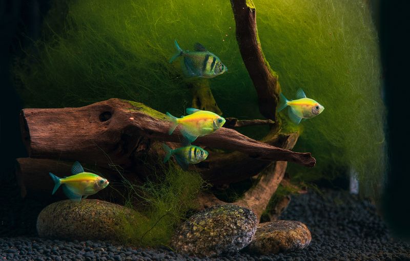 green, aquarium,fish Green Life фото превью