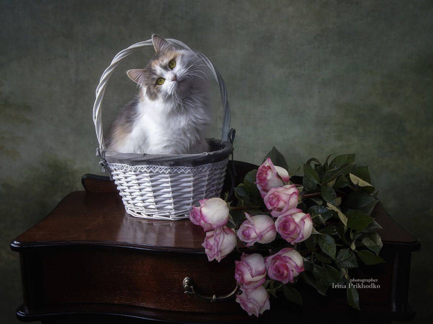 натюрморт, постановочное фото, домашние животные, питомцы, котики, букеты, розы, Приходько Ирина