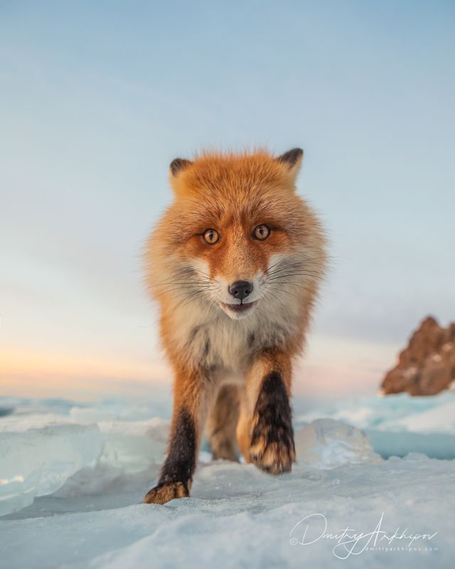 Лисичка на Байкале фото превью