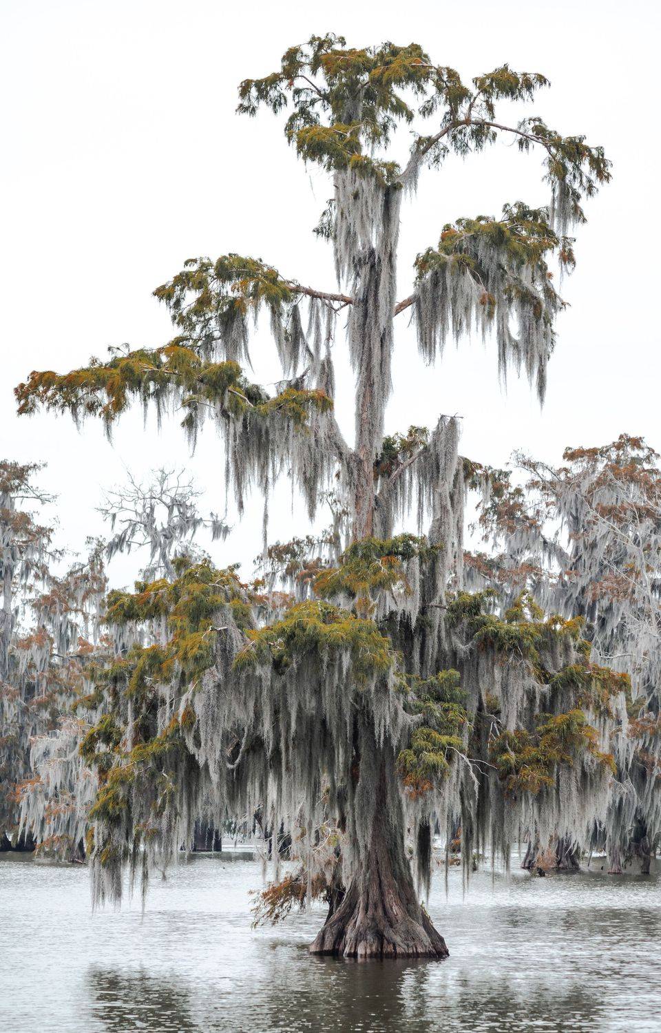 кипарисовое болото, луизиана, сша, путешествия, руэкспедишн, Слащилина Нина