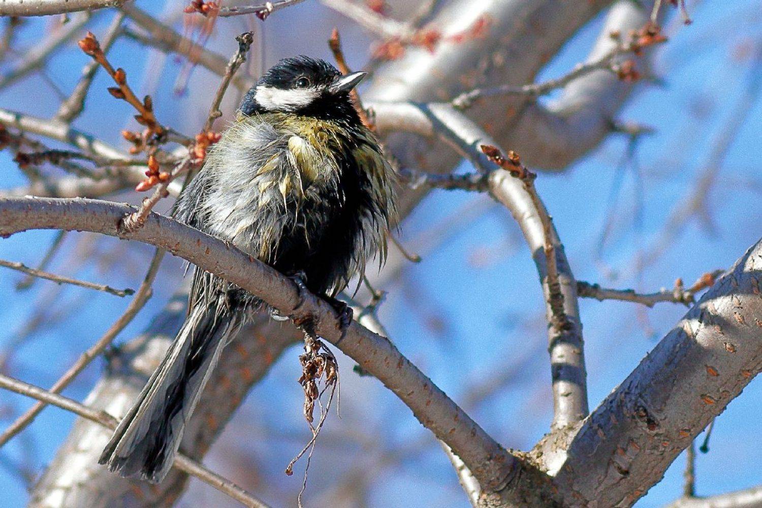 , Славов Георги