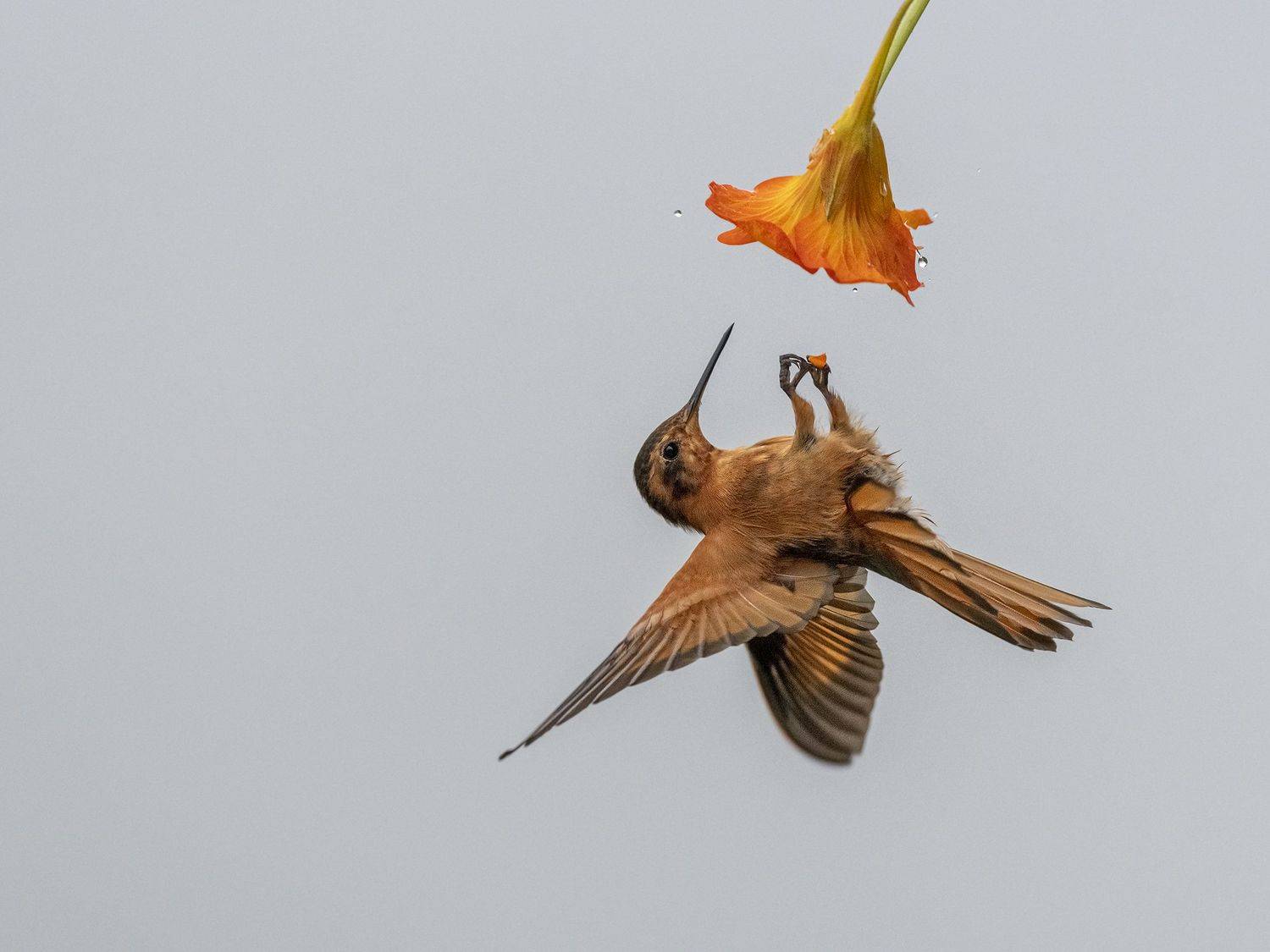 , Fernando Burgalin Sequeira