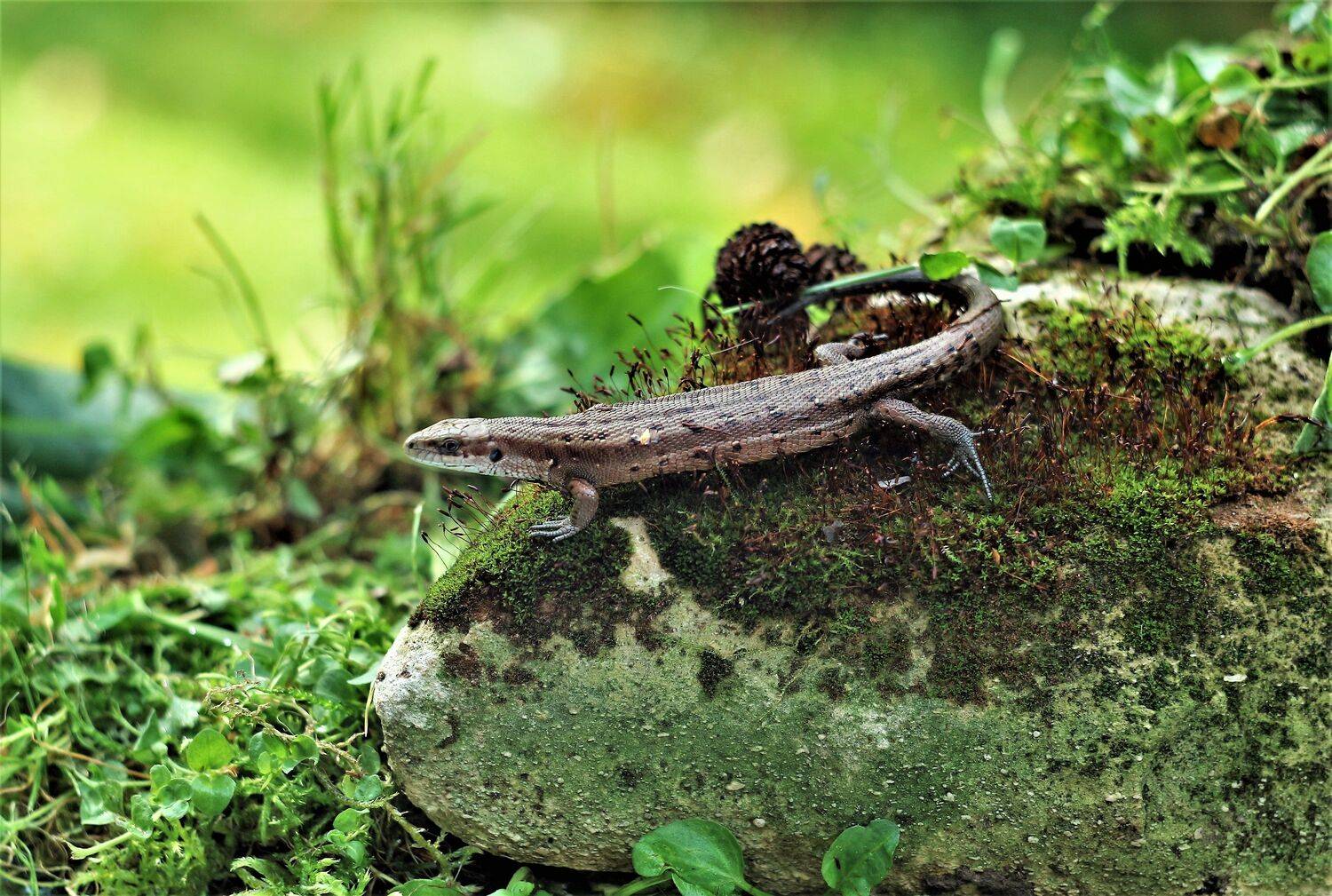 ящерица на камне, Людмила Хрусталева*