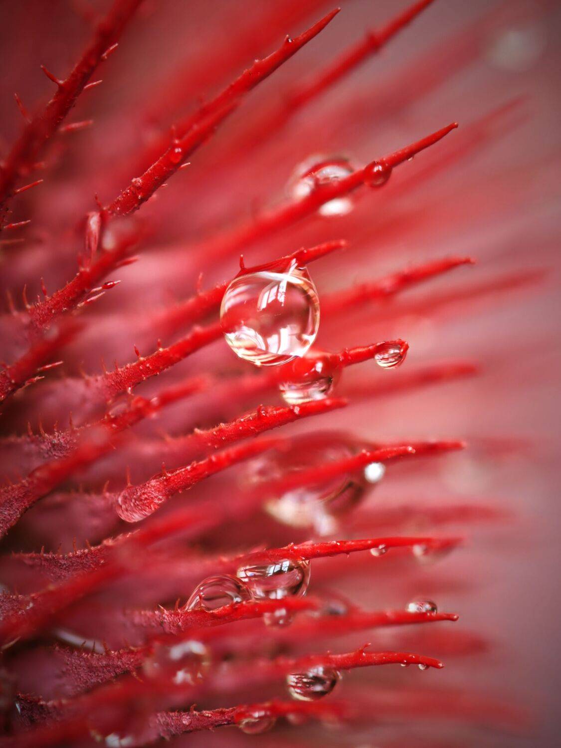 колючки, растение, красный, макро, капли, Сергей Калёв