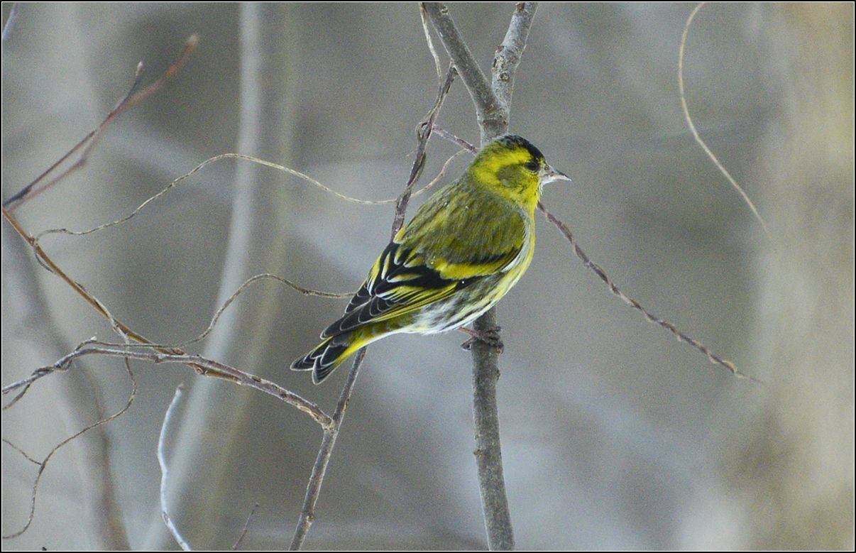 москва, зима, парк, чижик, АНАТОЛИЙ ДОВЫДЕНКО
