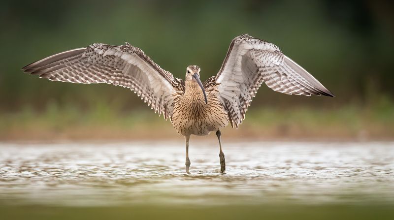 kulik wielki фото превью